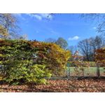 Zdjęcia użytkowników Huawei Pura 80 Pro