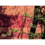 Zdjęcia użytkowników Huawei Pura 80 Pro