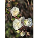 Zdjęcia użytkowników Huawei Pura 80 Pro