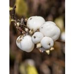 Zdjęcia użytkowników Huawei Pura 80 Pro