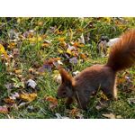 Zdjęcia użytkowników Huawei Pura 80 Pro