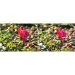 Zdjęcia użytkowników Huawei Pura 80 Pro