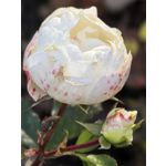 Zdjęcia użytkowników Huawei Pura 80 Pro