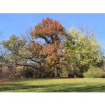 Zdjęcia użytkowników Huawei Pura 80 Ultra