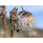 Zdjęcia użytkowników Huawei Pura 80 Ultra