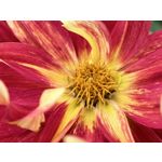 Zdjęcia użytkowników Huawei Pura 80 Ultra