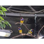 Zdjęcia użytkowników Huawei Pura 80 Ultra