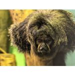 Zdjęcia użytkowników Huawei Pura 80 Ultra