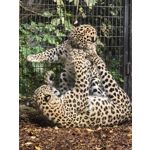 Zdjęcia użytkowników Huawei Pura 80 Ultra