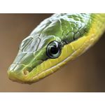 Zdjęcia użytkowników Huawei Pura 80 Ultra