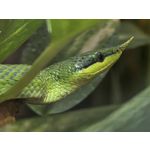 Zdjęcia użytkowników Huawei Pura 80 Ultra