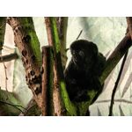 Zdjęcia użytkowników Huawei Pura 80 Ultra