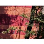 Zdjęcia użytkowników Huawei Pura 80 Ultra