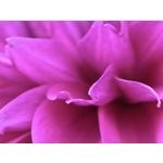 Zdjęcia użytkowników Huawei Pura 80 Ultra