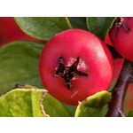 Zdjęcia użytkowników Huawei Pura 80 Ultra