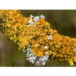 Zdjęcia użytkowników Huawei Pura 80 Ultra