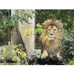 Zdjęcia użytkowników Huawei Pura 80 Ultra