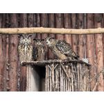 Zdjęcia użytkowników Huawei Pura 80 Ultra