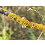 Zdjęcia użytkowników Huawei Pura 80 Ultra