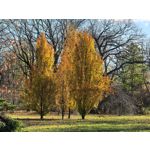 Zdjęcia użytkowników Huawei Pura 80 Ultra