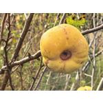 Zdjęcia użytkowników Huawei Pura 80 Ultra