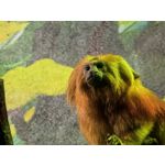 Zdjęcia użytkowników Huawei Pura 80 Ultra