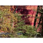 Zdjęcia użytkowników Huawei Pura 80 Ultra