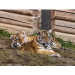 Zdjęcia użytkowników Huawei Pura 80 Ultra