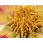 Zdjęcia użytkowników Huawei Pura 80 Ultra