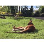 Zdjęcia użytkowników Huawei Pura 80 Ultra