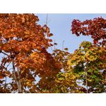 Zdjęcia użytkowników Huawei Pura 80 Ultra