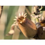 Zdjęcia użytkowników Huawei Pura 80 Ultra