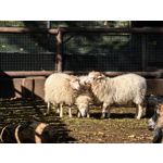 Zdjęcia użytkowników Huawei Pura 80 Ultra