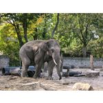 Zdjęcia użytkowników Huawei Pura 80 Ultra