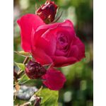 Zdjęcia użytkowników Huawei Pura 80 Ultra