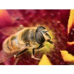 Zdjęcia użytkowników Huawei Pura 80 Ultra