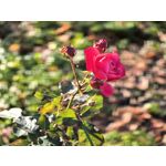 Zdjęcia użytkowników Huawei Pura 80 Ultra