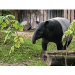 Zdjęcia użytkowników Huawei Pura 80 Ultra