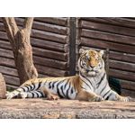 Zdjęcia użytkowników Huawei Pura 80 Ultra