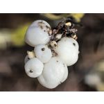 Zdjęcia użytkowników Huawei Pura 80 Ultra