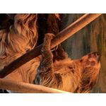 Zdjęcia użytkowników Huawei Pura 80 Ultra