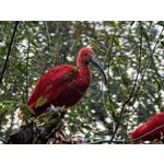 Zdjęcia użytkowników Huawei Pura 80 Ultra