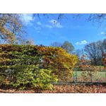 Zdjęcia użytkowników Huawei Pura 80 Ultra