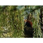 Zdjęcia użytkowników Huawei Pura 80 Ultra