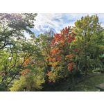 Zdjęcia użytkowników Huawei Pura 80 Ultra