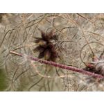 Zdjęcia użytkowników Huawei Pura 80 Ultra