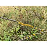 Zdjęcia użytkowników Huawei Pura 80 Ultra