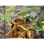 Zdjęcia użytkowników Huawei Pura 80 Ultra