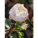 Zdjęcia użytkowników Huawei Pura 80 Ultra