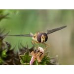 Zdjęcia użytkowników Huawei Pura 80 Ultra